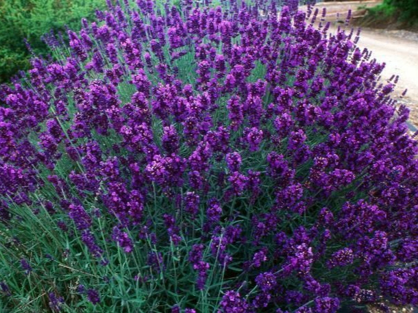 Manfaat Lavender untuk Kesehatan dan Kecantikan