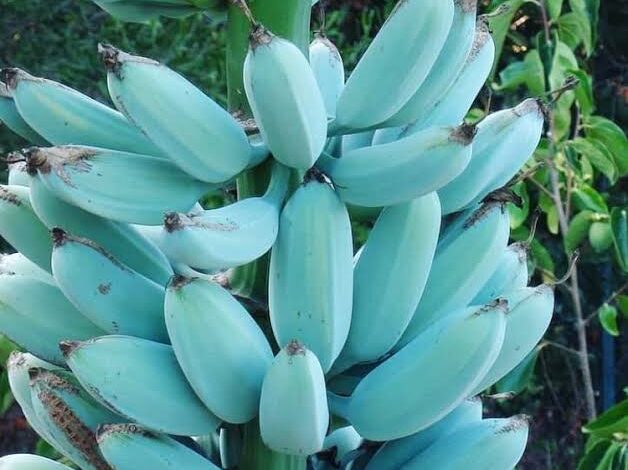 Manfaat Blue Java Banana Bagi Kesehatan